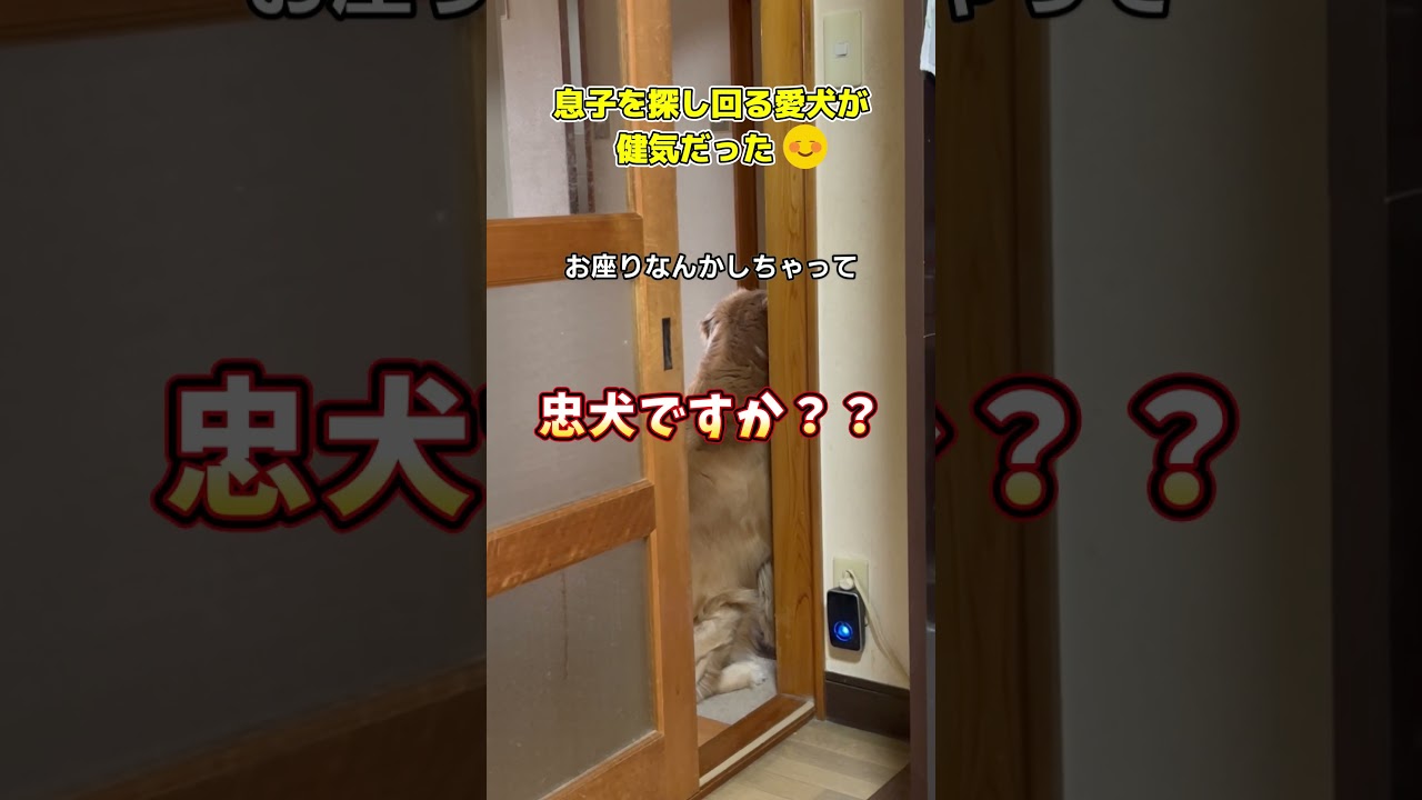 ただトイレに行っただけの息子を探し回る愛犬がとても健気でした #大型犬のいる生活 #ゴールデンレトリバー #冬のソナタ