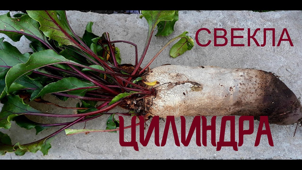 #Свекла Цилиндра. Такого урожая у меня еще не было!