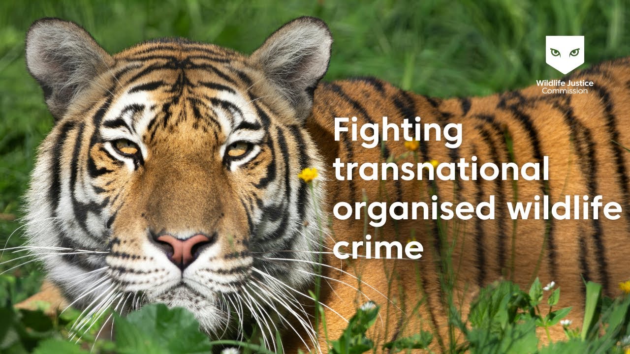 Fighting Transnational Organised Wildlife Crime | Wildlife Justice Commission