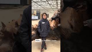 Salvador Osses - Niño de Puerto Montt