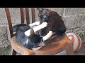 Cute Cats Playing With Each Other Cats Sleeping Cat Vidios