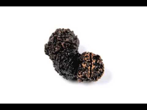 Trijuti Rudraksha Seed Online at Best Price