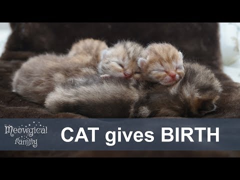 QUEENING - my CAT GIVES BIRTH