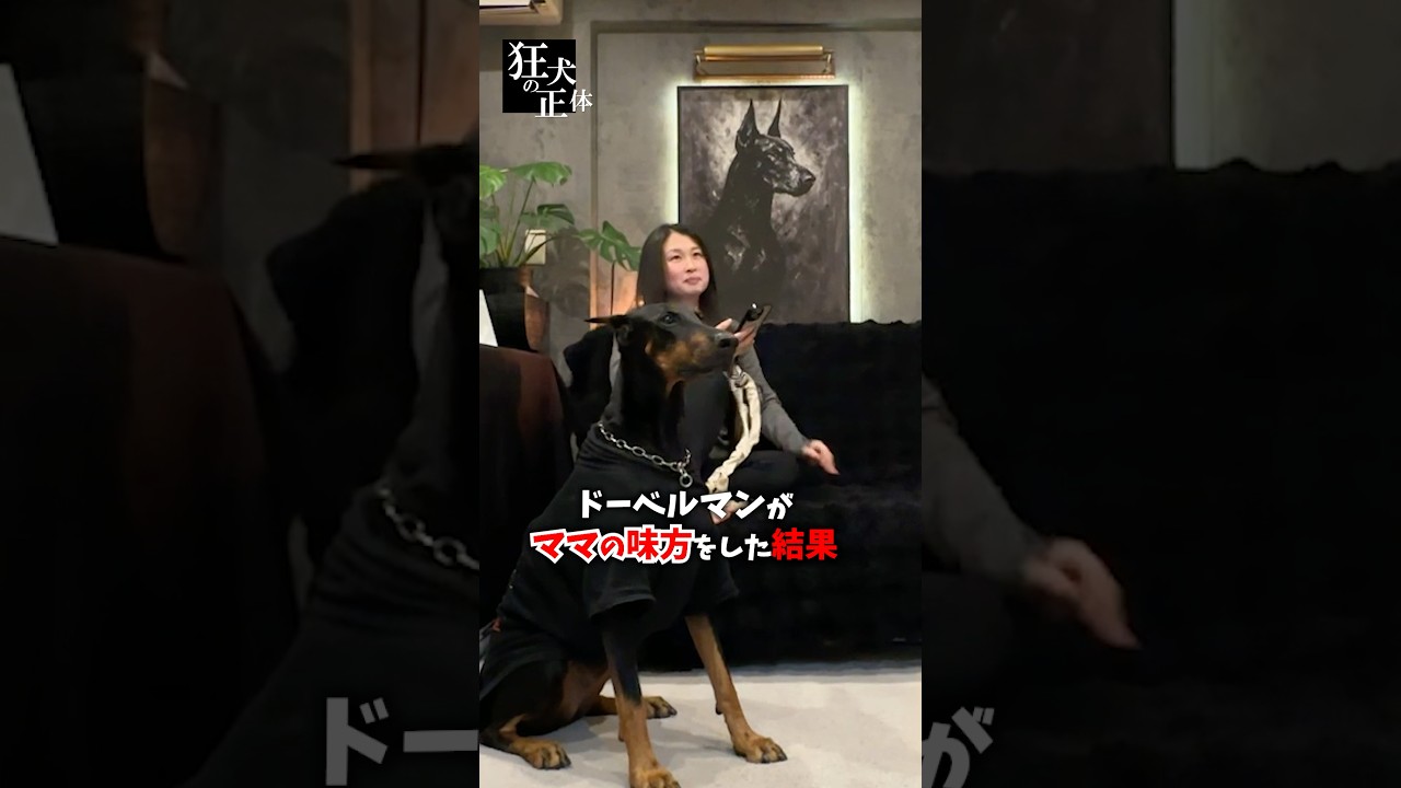 ドーベルマンがママの味方をした結果 #ドーベルマン #ママ