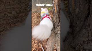 Download lagu Cute fluffy white kitty 🐈😻 #cat #funnycat #cutecat #cat #funnycats #shorts #cutecat #meow mp3