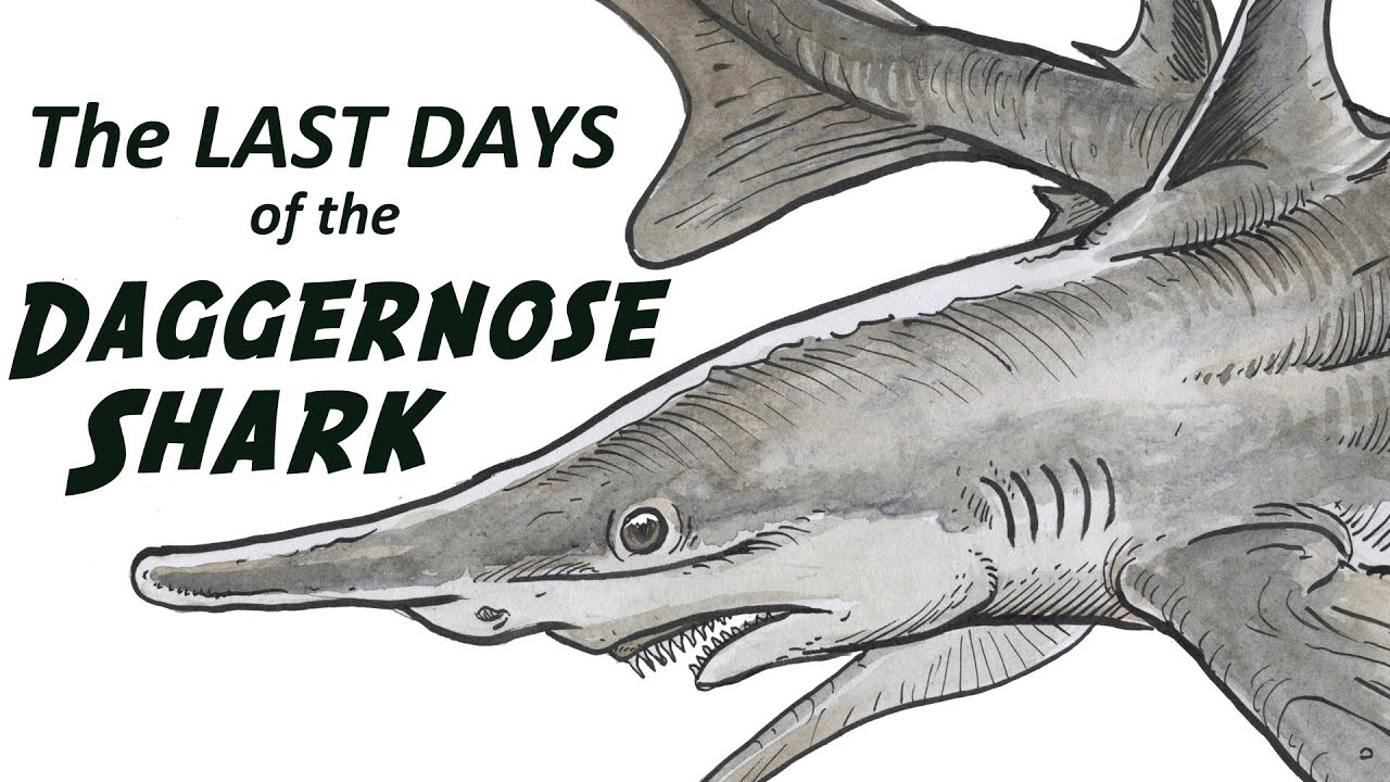 The LAST DAYS of the DAGGERNOSE SHARK