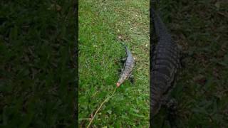 Ataque de lagarto overo