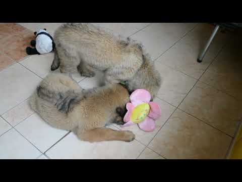 Leonberger puppy for sale