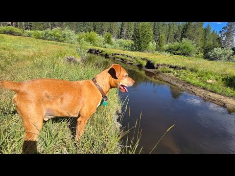 River Time With PEEBS 🐕🚶🏾‍♂️#pb #droku