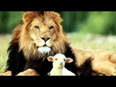 Prijs Adonai (Opwekking 638)