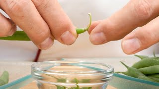 How to Clean Green Beans - How to Trim Green Beans - How to Prepare Green Beans aka Broad Beans