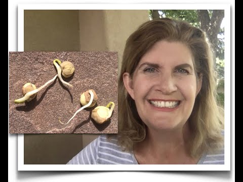 School at Home Day 43 Beans Day 4