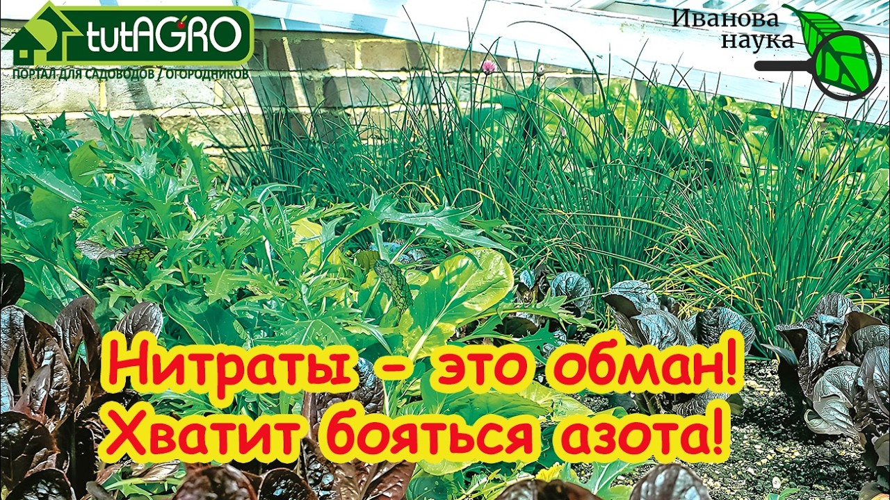 Перестаньте бояться НИТРАТОВ! Вся правда о весенней подкормке теплицы и ого?