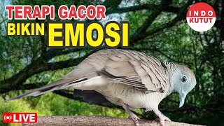 Download lagu suara burung Perkutut Lokal Gacor di alam liar manjur buat masteran mp3