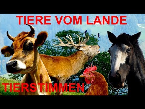 Für Kinder: Tiere vom Lande, mit natürlichen Geräuschen ohne Musik - pure animal sounds for kids