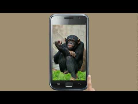 Funny Monkey Live Wallpaper Video