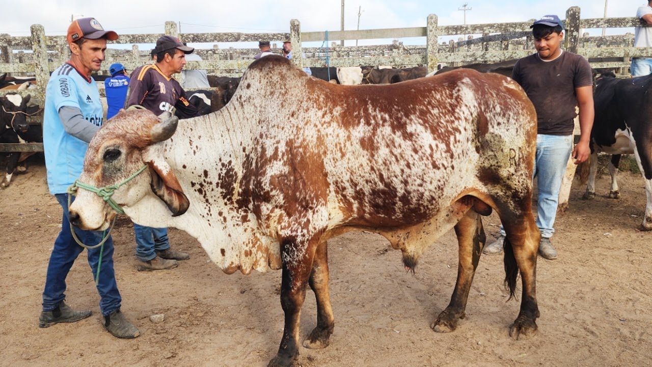 GADO DE 100 REAIS EM CAPOEIRA-PE  25-10-2024 #nordeste