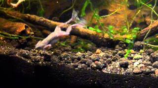 African dwarf frogs feeding and shedding