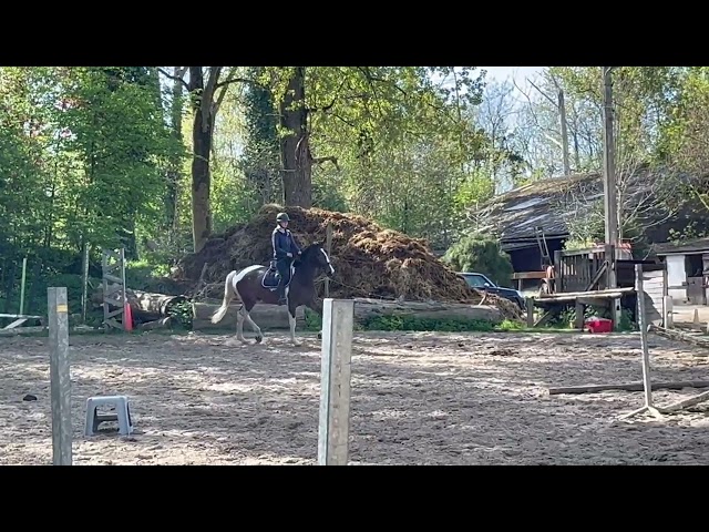 Joli hongre kwpn de 4 ans, +- 1m70, kwpn