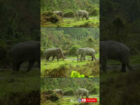 Asian bull elephant attack another wild elephant in Buxa tiger reserve forest | Shorts#100