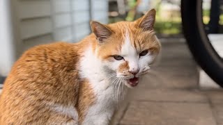 のんびり野良猫。