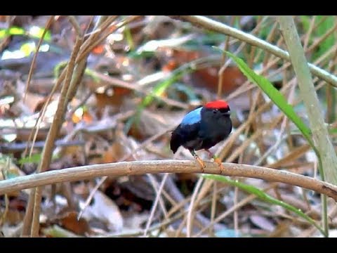 Lance-tailed Manakin Solo Breeding Display – March 15, 2019