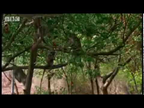 Caribbean monkeys stealing alcohol.avi