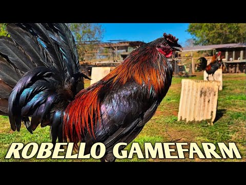 McRae Black Grey - ROBELLO FARM