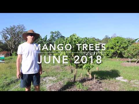 Yard Tour of our Mango Trees June 2018 - Which Mangos Grow Well in Sarasota, Florida