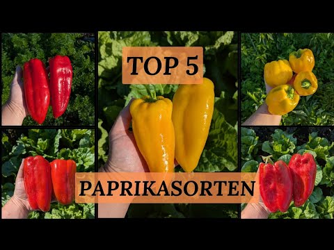 Top 5 bell pepper varieties