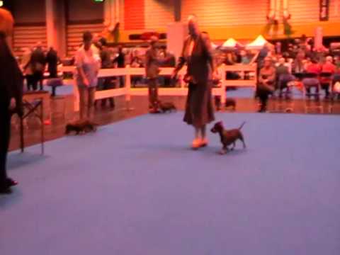 LKA Championship Show Amiety qualifying for Crufts