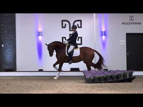 My Vitality von Vivaldi / D-Day – hengst geboren 2017 (GER)