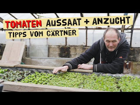 , title : 'Kräftige Tomatenpflanzen selber aussäen und anbauen - Wie zieht ein Gärtner gesunde Jungpflanzen?'
