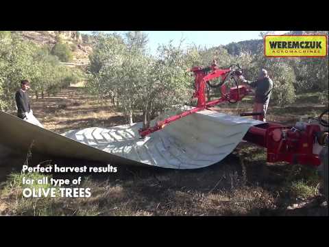 Olives harvesting by tree shaker | Shaking & cleaning machine MAJA