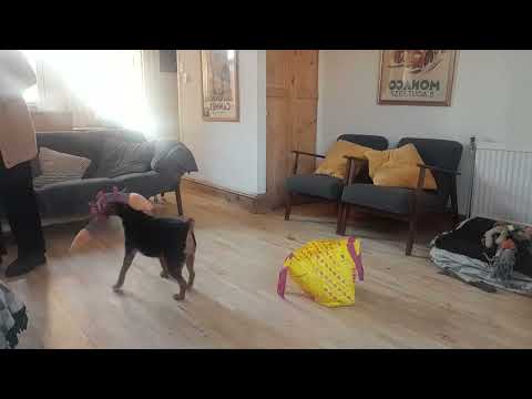 DogWalkersN8 Training with Paula Certified Behaviour Consultant (CBCC-KA) video.