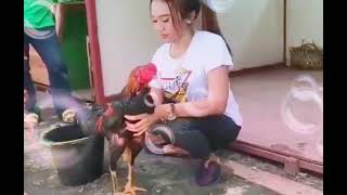 Download lagu story wa ayam laga. cewek cantik mandiin ayam mp3 Download lagu story wa ayam laga. cewek cantik mandiin ayam mp3