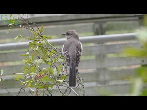 Mockingbird Sings a Song