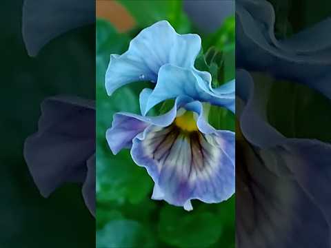 あなたの庭に絶対に置きたいチョコレートのような香りの植物を5つ以上！  庭園