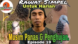 Download lagu CARA MERAWAT BURUNG TEKUKUR HARIAN MUSIM PANAS & HUJAN ,AGAR TETAP STABIL. mp3 Download lagu CARA MERAWAT BURUNG TEKUKUR HARIAN MUSIM PANAS & HUJAN ,AGAR TETAP STABIL. mp3