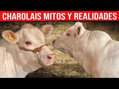 , title : '🔴 Mitos y Realidades Sobre La Raza CHAROLAIS  ✅ Descubre El Ganado De Engorde De Excelencia'