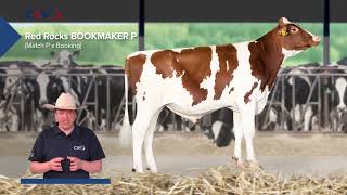 Holstein bull Bookmaker