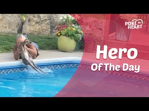 Man Rescues Baby Deer From Drowning in Swimming Pool