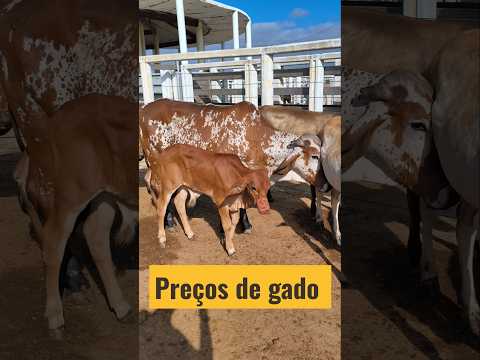 Preços de gado em Afogados da Ingazeira-PE