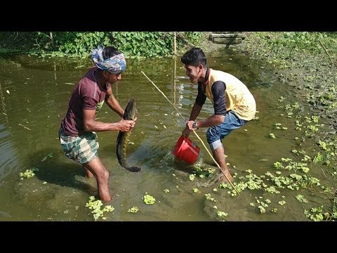 Live Fish Hunting Trap || Village Fish Catching With Hook || Traditional fish Hunting Technique BD. Video