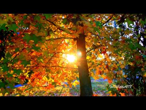 AUTUMN (2nd movement) Antonio Vivaldi