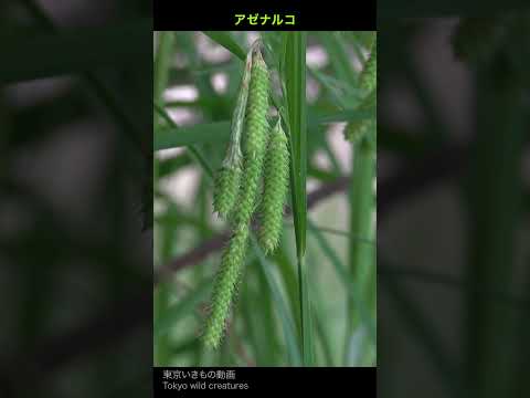 マルティニークの風景