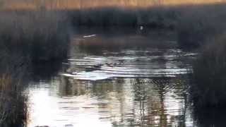 preview picture of video 'Real Sea Monster Sighting!  3 in the Bayou! Lynn Haven, FL'