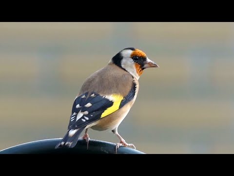 20 COMMON BIRDS and THEIR SONGS for BEGINNERS