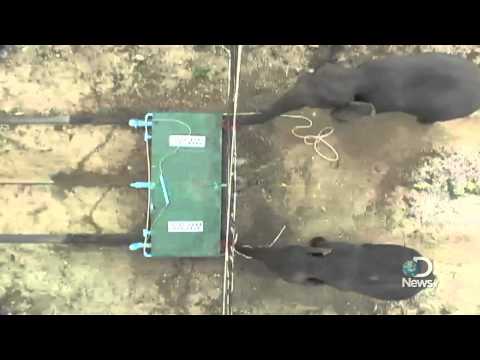 Elephants Show Cooperation on Test