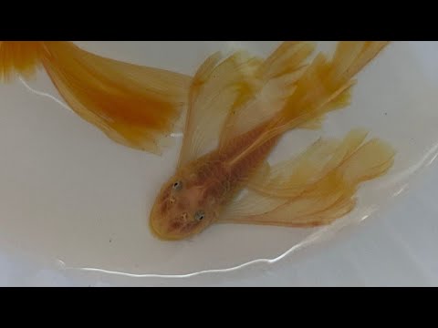 VATOZ AKVARYUMU NASIL OLMALI 